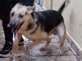 Cachorro ra a Mestiço de pastor idade 1 ano nome Bob