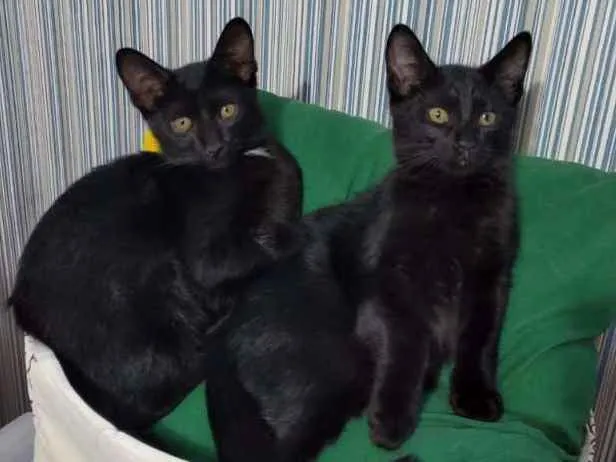 Gato raça Sem taça definida idade Abaixo de 2 meses nome Sem nome