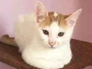 Gato raça SRD-ViraLata idade 2 a 6 meses nome Salomão