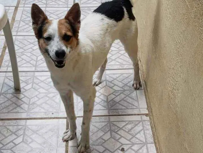 Cachorro ra a Vira lata idade 3 anos nome Pintado