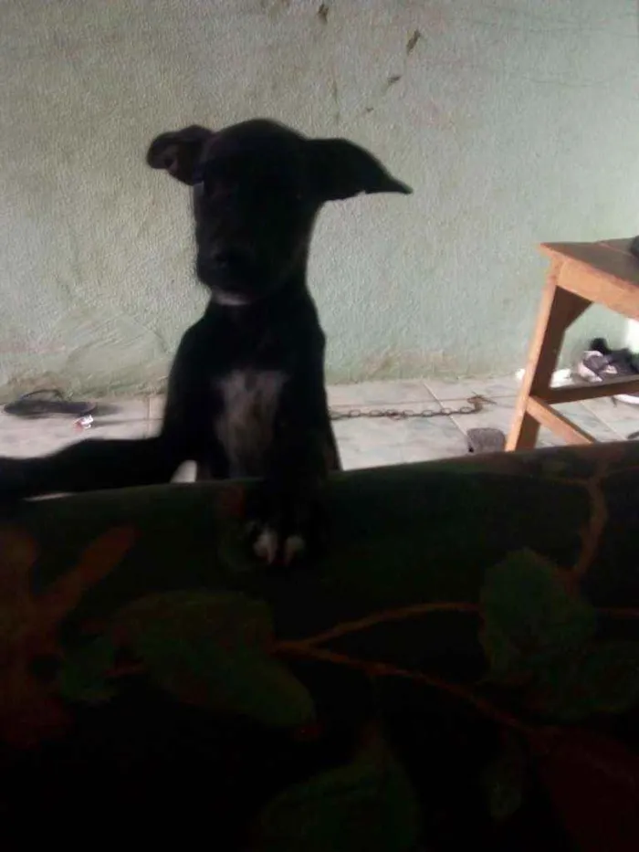 Cachorro ra a Vira lata idade 2 a 6 meses nome Sem nome