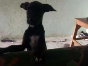 Cachorro raça Vira lata idade 2 a 6 meses nome Sem nome