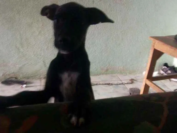 Cachorro ra a Vira lata idade 2 a 6 meses nome Sem nome