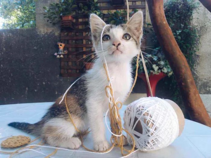 Gato raça Não tem raça idade 2 a 6 meses nome Não tem nome