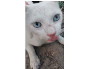 Gato raça Srd idade 1 ano nome Rogerinho
