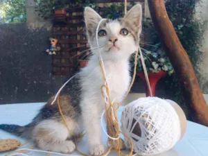 Gato raça Não tem raça idade 2 a 6 meses nome Não tem nome