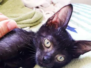 Gato raça Gato preto idade Abaixo de 2 meses nome "Josué"