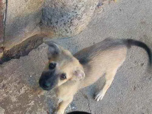 Cachorro ra a Vira lata idade 2 a 6 meses nome Sem nome