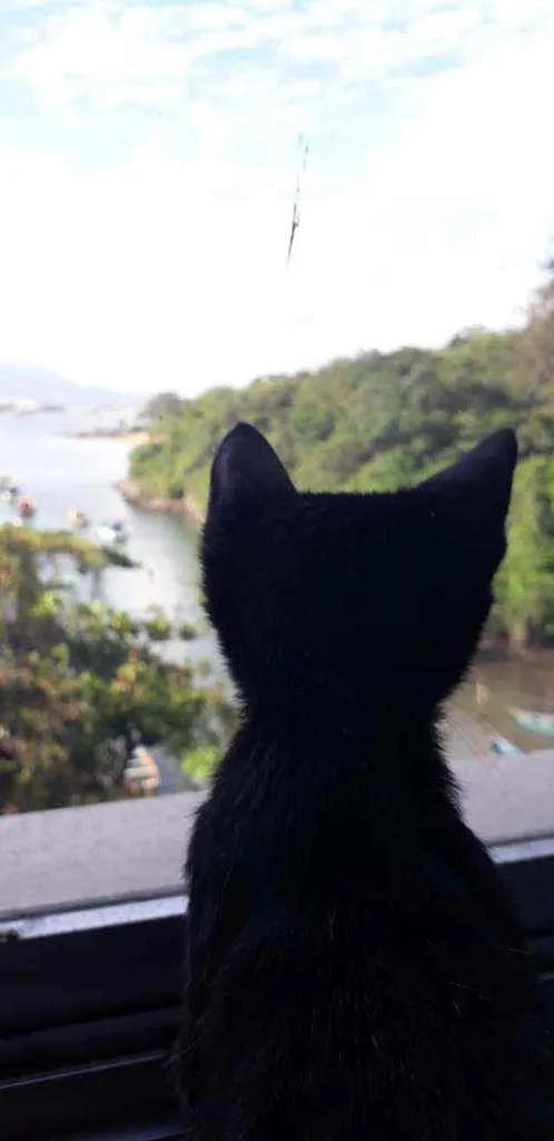 Gato ra a Gato preto idade Abaixo de 2 meses nome "Josué"