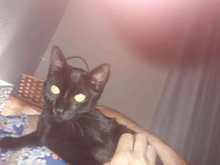 Gato ra a Sem raca idade 7 a 11 meses nome Chiquinho