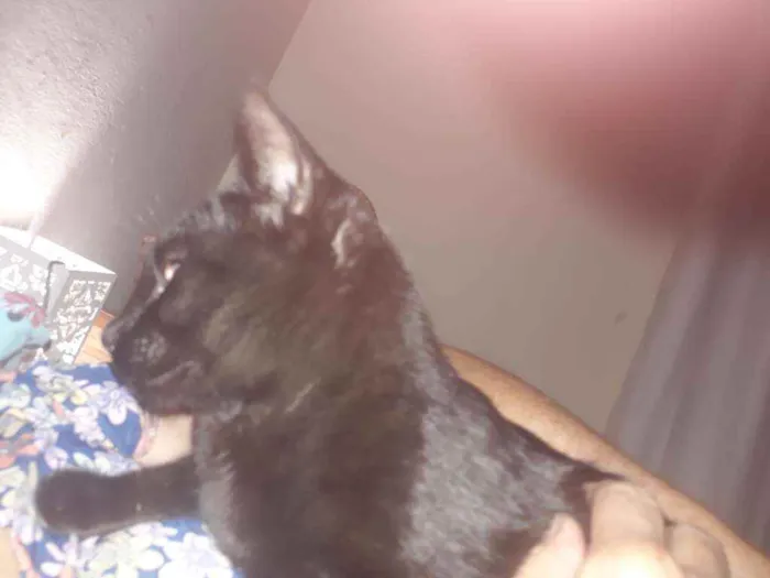 Gato ra a Sem raca idade 7 a 11 meses nome Chiquinho