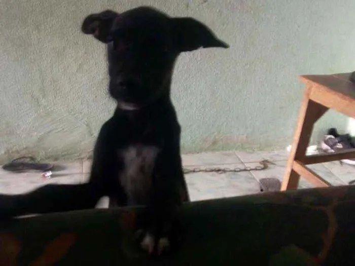 Cachorro ra a Vira lata idade 2 a 6 meses nome Sem nome