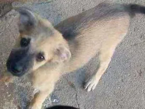 Cachorro raça Vira lata idade 2 a 6 meses nome Sem nome