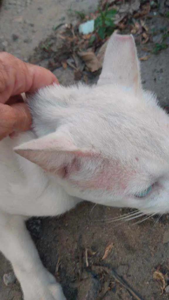 Gato raça Branca idade 7 a 11 meses nome Milk
