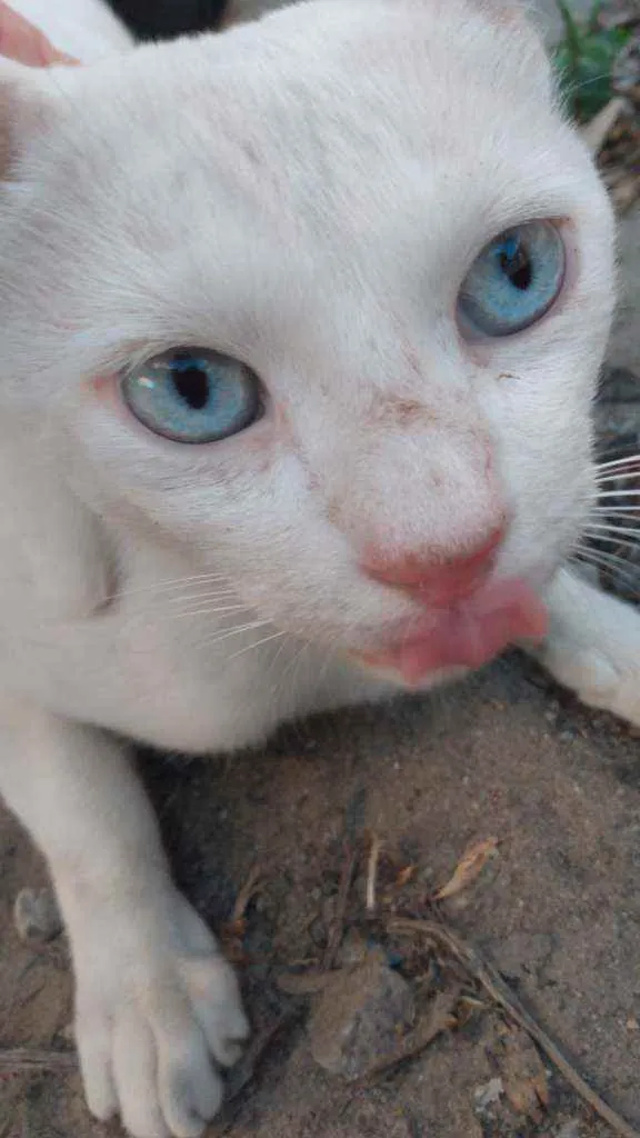 Gato raça Branca idade 7 a 11 meses nome Milk