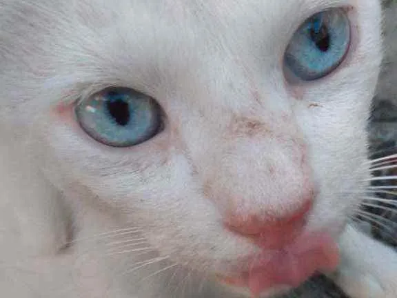 Gato raça Branca idade 7 a 11 meses nome Milk