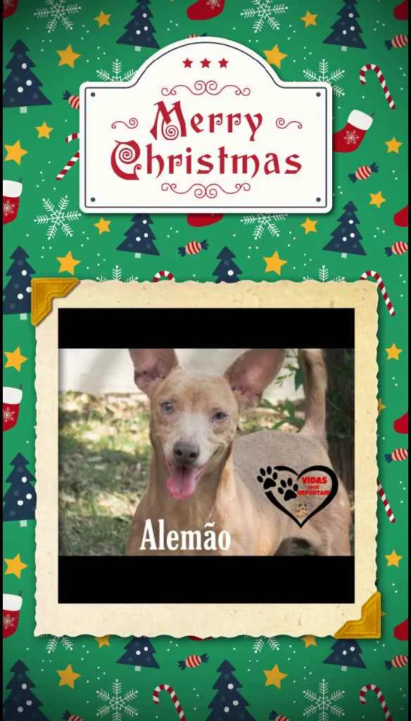 Cachorro ra a Srd idade 2 anos nome Alemão