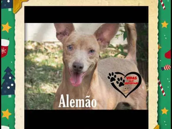 Cachorro ra a Srd idade 2 anos nome Alemão