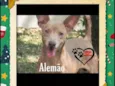 Alemão