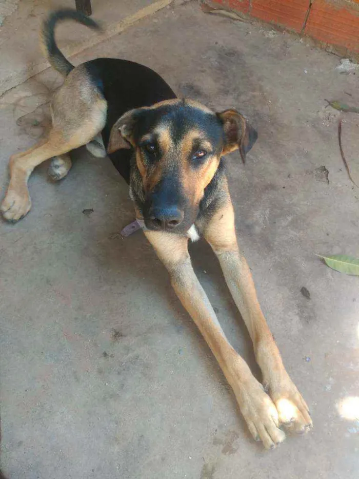Cachorro ra a SRD idade 2 anos nome Zuke