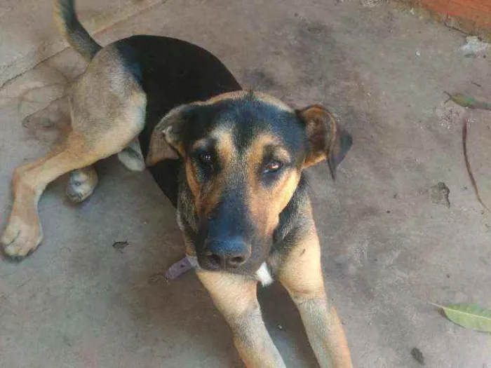 Cachorro ra a SRD idade 2 anos nome Zuke