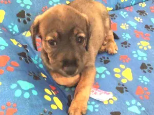 Cachorro raça Srd idade 2 a 6 meses nome Caramelo