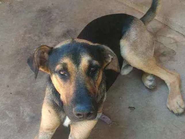 Cachorro ra a SRD idade 2 anos nome Zuke