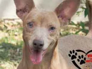 Cachorro raça Srd idade 2 anos nome Alemão