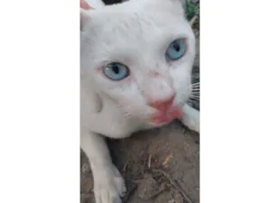 Gato raça Branca idade 7 a 11 meses nome Milk