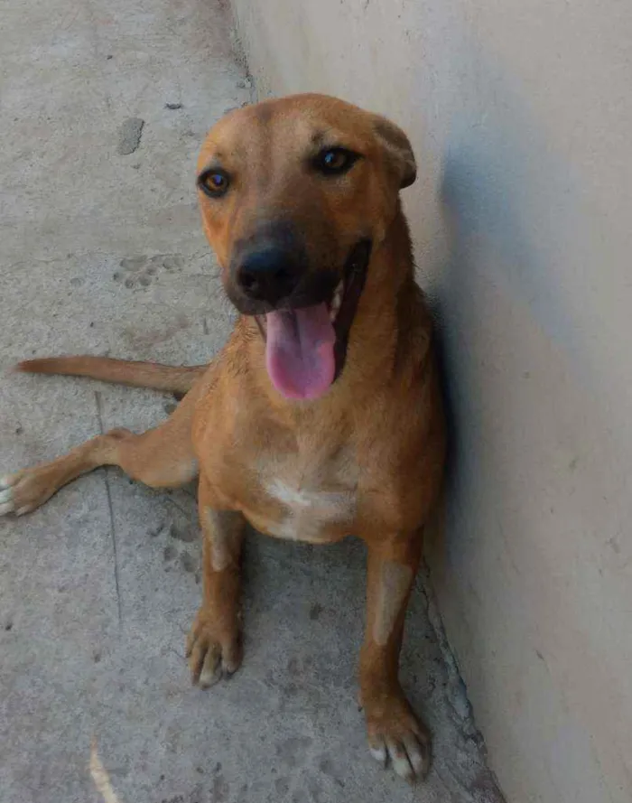 Cachorro ra a SRD idade 1 ano nome Brisa