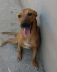 Brisa
