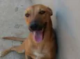 Brisa