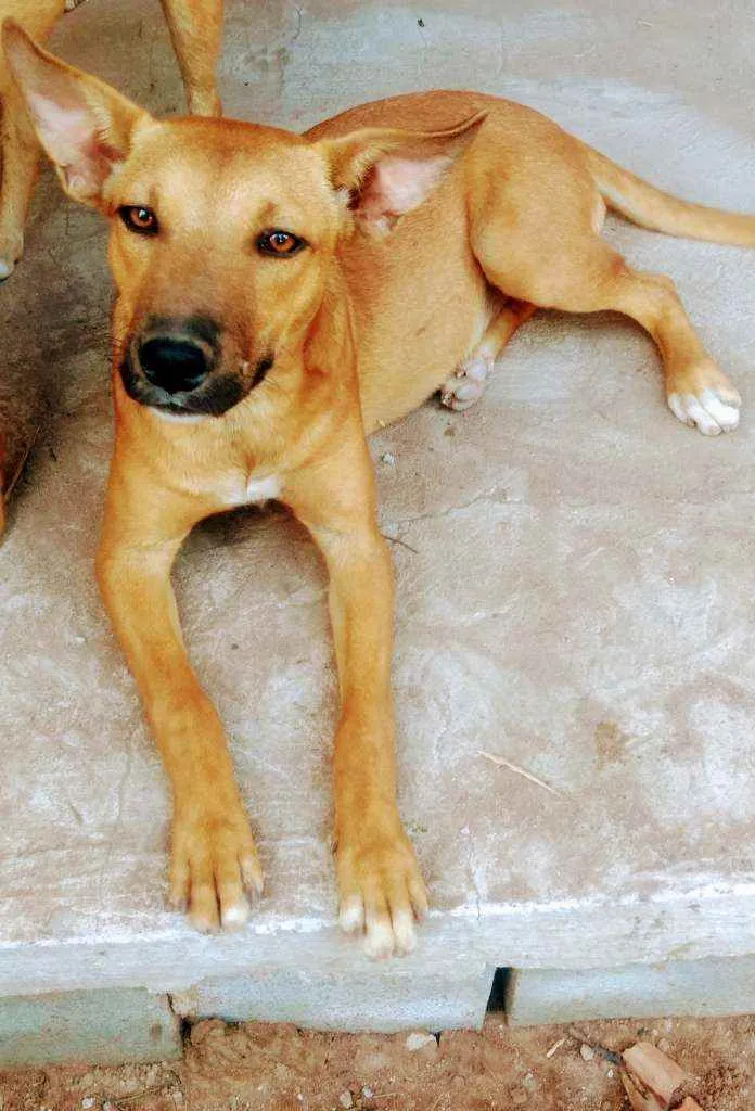 Cachorro ra a SRD idade 1 ano nome Brisa