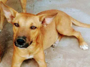 Cachorro raça SRD idade 1 ano nome Brisa