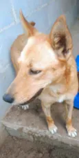 Bela