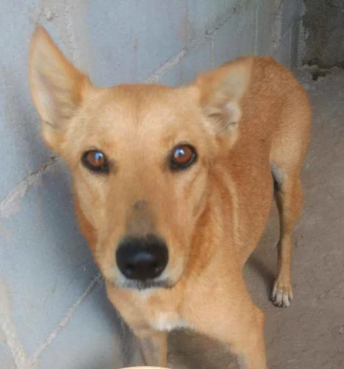 Cachorro ra a SRD idade 1 ano nome Bela