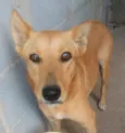 Bela