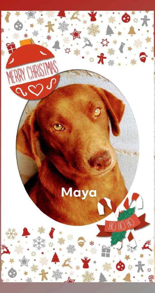 Cachorro ra a SRD idade 2 anos nome Maya