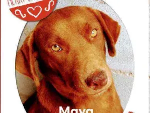 Cachorro raça SRD idade 2 anos nome Maya