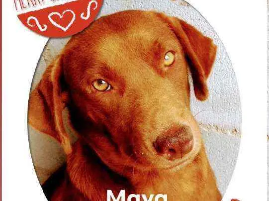 Cachorro ra a SRD idade 2 anos nome Maya