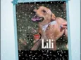 Iili