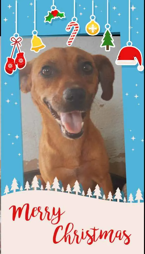 Cachorro ra a Srd idade 1 ano nome Sol