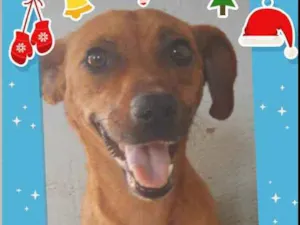 Cachorro raça Srd idade 1 ano nome Sol