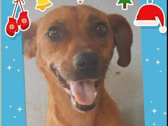 Cachorro ra a Srd idade 1 ano nome Sol