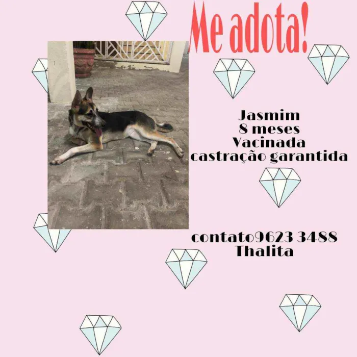 Cachorro ra a Srd idade 7 a 11 meses nome Jasmin