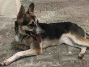 Cachorro raça Srd idade 7 a 11 meses nome Jasmin