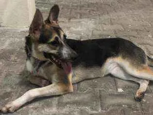 Cachorro ra a Srd idade 7 a 11 meses nome Jasmin