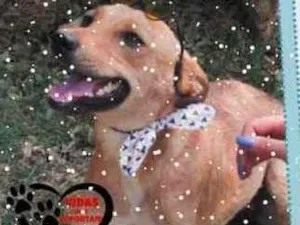 Cachorro raça Srd idade 1 ano nome Iili