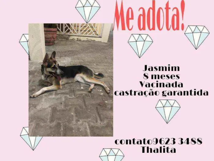 Cachorro ra a Srd idade 7 a 11 meses nome Jasmin