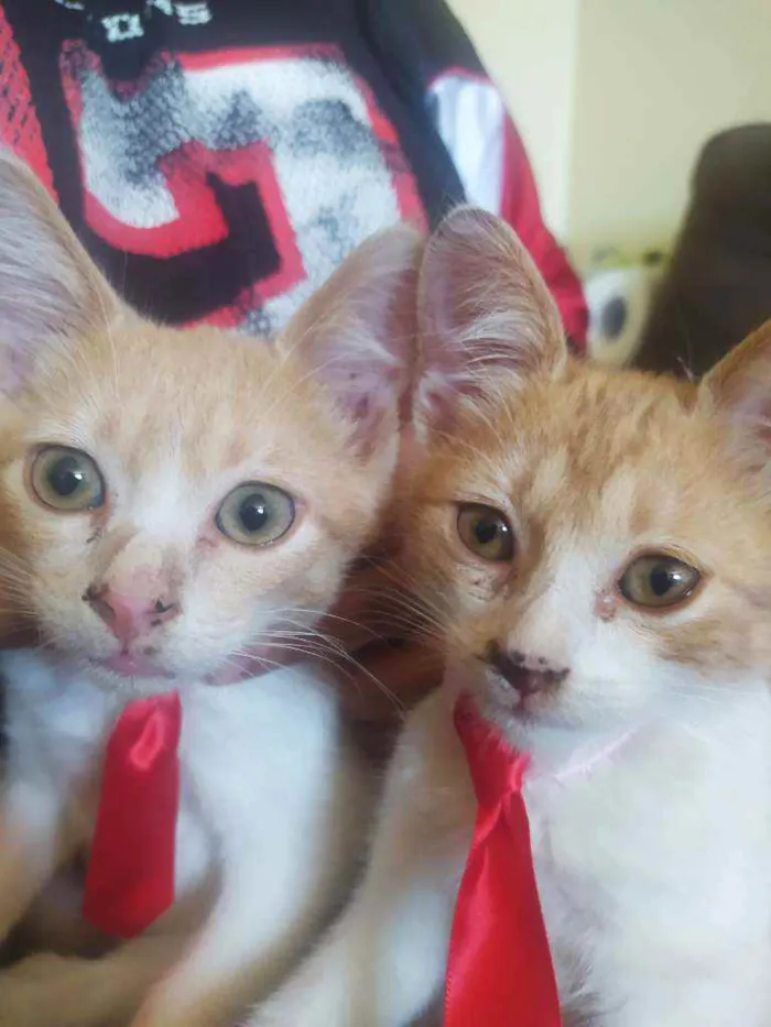 Gato raça SRD idade 2 a 6 meses nome Amarelinho